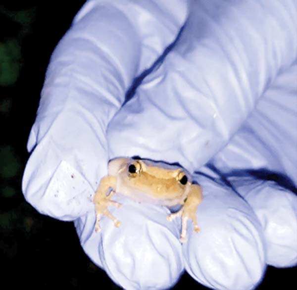 Three coqui frogs found at Home Depot News, Sports, Jobs Maui News